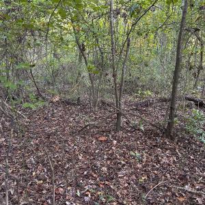 Photo #66 of SOLD property in 1804 OFF E/S, Old Chinquapin Road, Beulaville, NC 28.4 acres