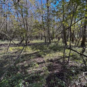 Photo #69 of SOLD property in 1804 OFF E/S, Old Chinquapin Road, Beulaville, NC 28.4 acres