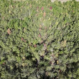 Photo #15 of SOLD property in Off River Road, Vanceboro, NC 29.9 acres