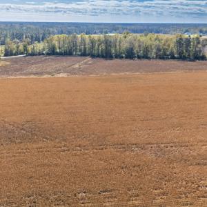 Photo #16 of SOLD property in 205-208 Cedar Fork Rd, Beulaville , NC 65.0 acres