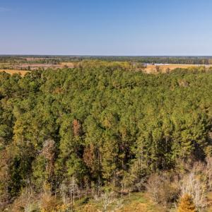 Photo #4 of SOLD property in 205-208 Cedar Fork Rd, Beulaville , NC 65.0 acres