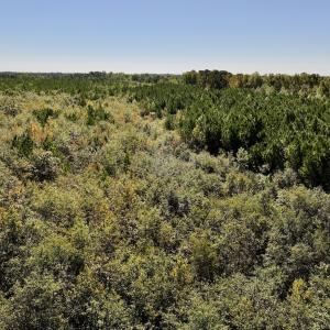 Photo #10 of Off Bay Bush Road, Vanceboro, NC 62.0 acres