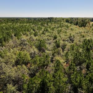 Photo #11 of Off Bay Bush Road, Vanceboro, NC 62.0 acres