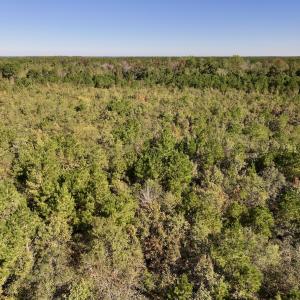 Photo #12 of Off Bay Bush Road, Vanceboro, NC 62.0 acres