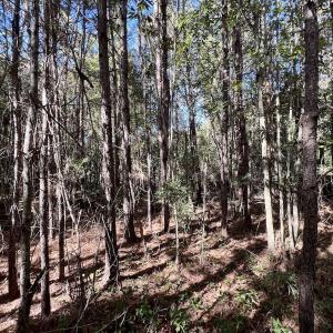 Photo #18 of Off Bay Bush Road, Vanceboro, NC 62.0 acres