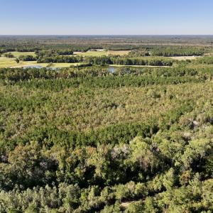 Photo #7 of Off Bay Bush Road, Vanceboro, NC 62.0 acres