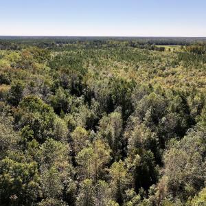 Photo #8 of Off Bay Bush Road, Vanceboro, NC 62.0 acres