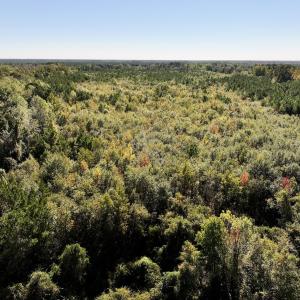 Photo #9 of Off Bay Bush Road, Vanceboro, NC 62.0 acres