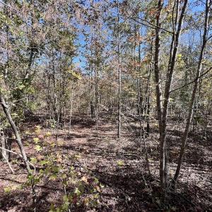 Photo #21 of Off Bay Bush Road, Vanceboro, NC 62.0 acres