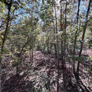 Photo #22 of Off Bay Bush Road, Vanceboro, NC 62.0 acres