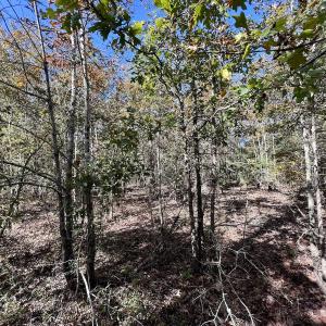 Photo #24 of Off Bay Bush Road, Vanceboro, NC 62.0 acres
