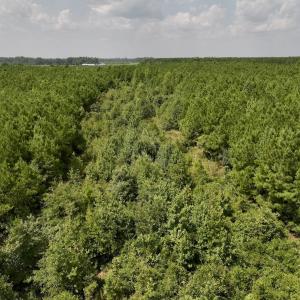 Photo #10 of SOLD property in Off River Road, Vanceboro, NC 66.0 acres