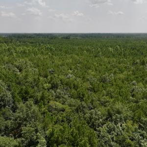 Photo #12 of SOLD property in Off River Road, Vanceboro, NC 66.0 acres