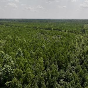 Photo #13 of SOLD property in Off River Road, Vanceboro, NC 66.0 acres