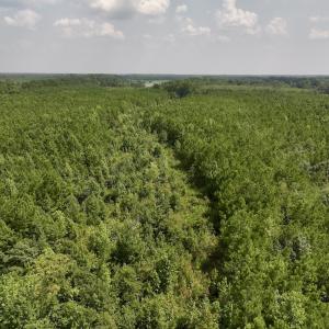 Photo #15 of SOLD property in Off River Road, Vanceboro, NC 66.0 acres
