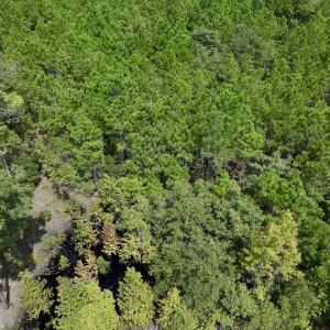 Photo #16 of SOLD property in Off River Road, Vanceboro, NC 66.0 acres