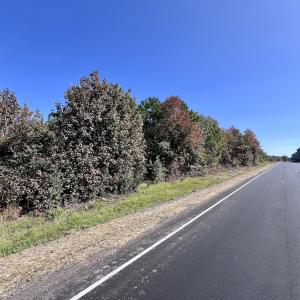 Photo #17 of SOLD property in Off River Road, Vanceboro, NC 66.0 acres