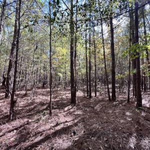 Photo #19 of SOLD property in Off River Road, Vanceboro, NC 66.0 acres