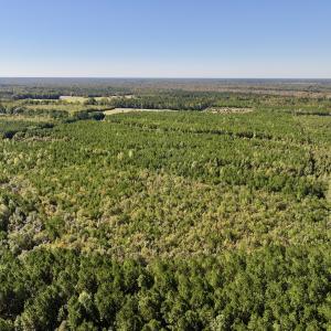 Photo #3 of SOLD property in Off River Road, Vanceboro, NC 66.0 acres