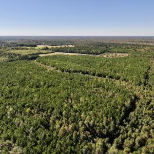 Photo #4 of SOLD property in Off River Road, Vanceboro, NC 66.0 acres
