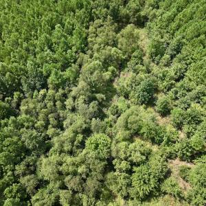Photo #8 of SOLD property in Off River Road, Vanceboro, NC 66.0 acres
