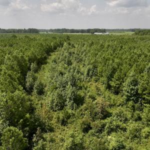 Photo #9 of SOLD property in Off River Road, Vanceboro, NC 66.0 acres