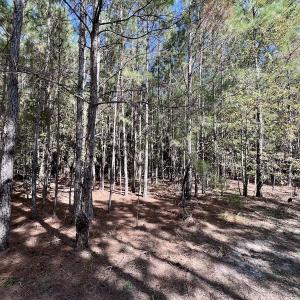 Photo #21 of SOLD property in Off River Road, Vanceboro, NC 66.0 acres