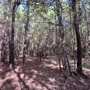 Photo #22 of SOLD property in Off River Road, Vanceboro, NC 66.0 acres