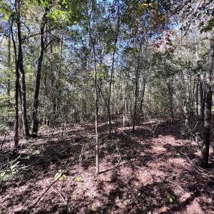 Photo #24 of SOLD property in Off River Road, Vanceboro, NC 66.0 acres