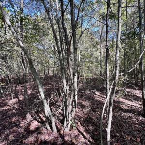 Photo #25 of SOLD property in Off River Road, Vanceboro, NC 66.0 acres