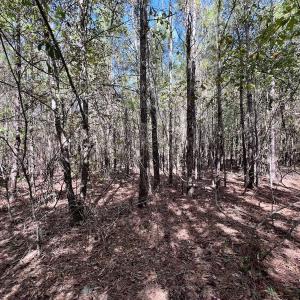 Photo #26 of SOLD property in Off River Road, Vanceboro, NC 66.0 acres
