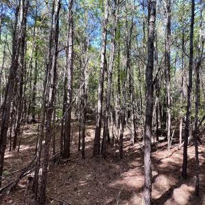 Photo #27 of SOLD property in Off River Road, Vanceboro, NC 66.0 acres