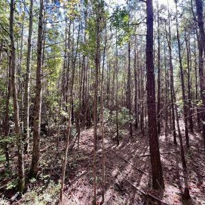 Photo #28 of SOLD property in Off River Road, Vanceboro, NC 66.0 acres