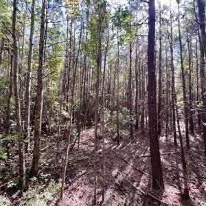 Photo #29 of SOLD property in Off River Road, Vanceboro, NC 66.0 acres