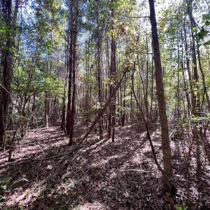 Photo #30 of SOLD property in Off River Road, Vanceboro, NC 66.0 acres