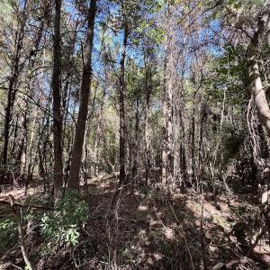 Photo #31 of SOLD property in Off River Road, Vanceboro, NC 66.0 acres