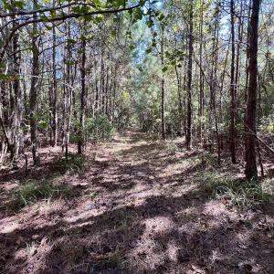 Photo #32 of SOLD property in Off River Road, Vanceboro, NC 66.0 acres