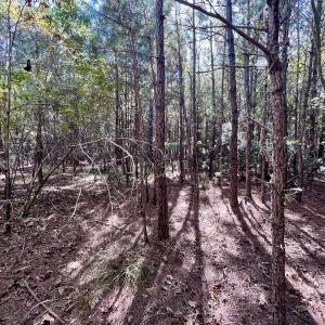 Photo #33 of SOLD property in Off River Road, Vanceboro, NC 66.0 acres