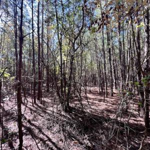 Photo #34 of SOLD property in Off River Road, Vanceboro, NC 66.0 acres