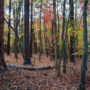 Photo #21 of Off  Bull Mountain Road, Patrick , VA 88.0 acres