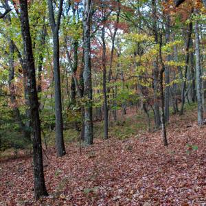 Photo #22 of Off  Bull Mountain Road, Patrick , VA 88.0 acres