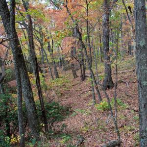 Photo #23 of Off  Bull Mountain Road, Patrick , VA 88.0 acres