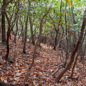Photo #28 of Off  Bull Mountain Road, Patrick , VA 88.0 acres