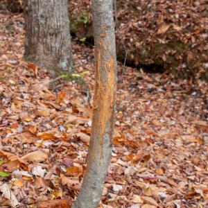 Photo #29 of Off  Bull Mountain Road, Patrick , VA 88.0 acres