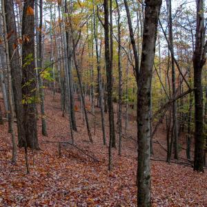 Photo #33 of Off  Bull Mountain Road, Patrick , VA 88.0 acres