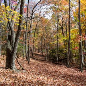 Photo #34 of Off  Bull Mountain Road, Patrick , VA 88.0 acres