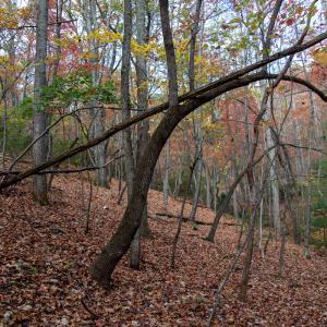 Photo #35 of Off  Bull Mountain Road, Patrick , VA 88.0 acres