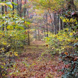 Photo #6 of Off  Bull Mountain Road, Patrick , VA 88.0 acres