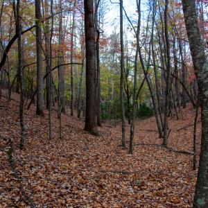 Photo #7 of Off  Bull Mountain Road, Patrick , VA 88.0 acres