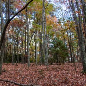 Photo #8 of Off  Bull Mountain Road, Patrick , VA 88.0 acres
